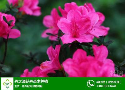 江蘇盆景花卉出租公司|卉之源綠植|盆景花卉出租公司聯系方式