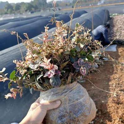 青州市茗茜花卉苗木專業合作社