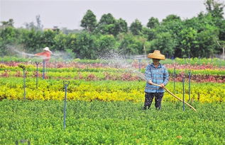美麗花木潛力產業 瓊山云龍花卉苗木基地