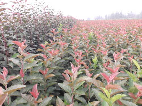 臨沂花葉北美海棠出售基地-海商網,花草樹木產品庫