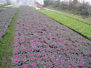 山東青州羽衣甘藍種植批發供應商