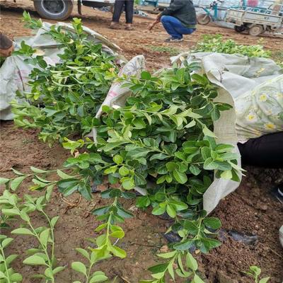 大葉扶芳藤基地批發 大葉扶芳藤 綠化苗木基地供應 大葉扶芳藤小苗