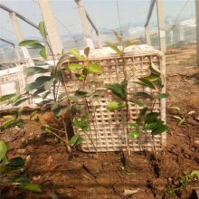 【新型廠區綠化,工廠綠化設計施工,工廠綠化栽植技術指導圖片】新型廠區綠化,工廠綠化設計施工,工廠綠化栽植技術指導 - 青州市茗茜花卉苗木專業合作社