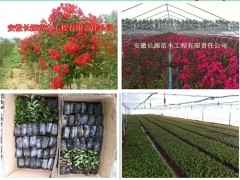 種植正宗美國紅火球紫薇--有球必贏|花卉種苗|花卉盆景|供應信息|597苗木網(wǎng)