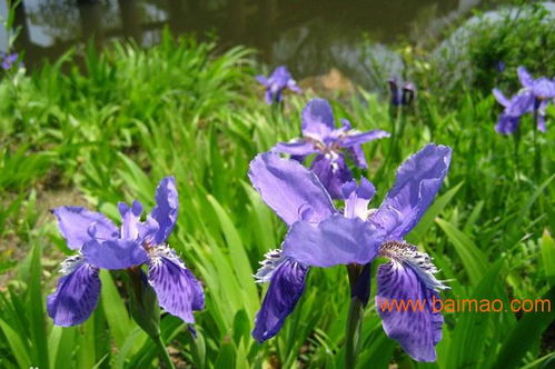 宿根花卉種植基地 宿根花卉批發(fā) 宿根花卉供應,宿根花卉種植基地 宿根花卉批發(fā) 宿根花卉供應生產(chǎn)廠家,宿根花卉種植基地 宿根花卉批發(fā) 宿根花卉供應價格