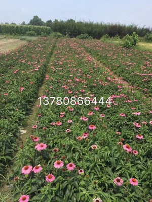 蛇莓|草花地被|綠化苗木|供應信息|597苗木網(wǎng)