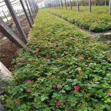 【山東四季玫瑰價格,四季玫瑰批發(fā)采購,宿根花卉種植基地圖片】山東四季玫瑰價格,四季玫瑰批發(fā)采購,宿根花卉種植基地圖片大全 - 青州市茗茜花卉苗木專業(yè)合作社