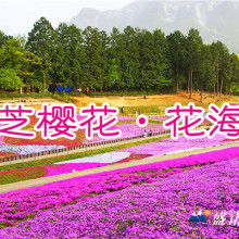 青州市亮國花卉苗木種植專業(yè)合作社