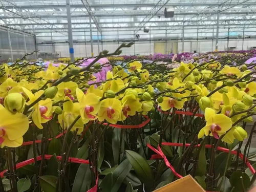 花花世界迷人眼 奇花異草 皆在麻章這個超大市場......
