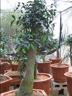 供應漳州苗木花木花卉批發(fā)道路小區(qū)公園工程綠化苗木種植基地高清圖片-世界工廠網(wǎng)