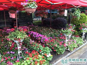 2000余種苗木花卉齊綻放 2018年宜良花街節(jié)開幕