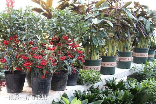 今日泗水現(xiàn)場實拍 幸福生活就像花兒一樣