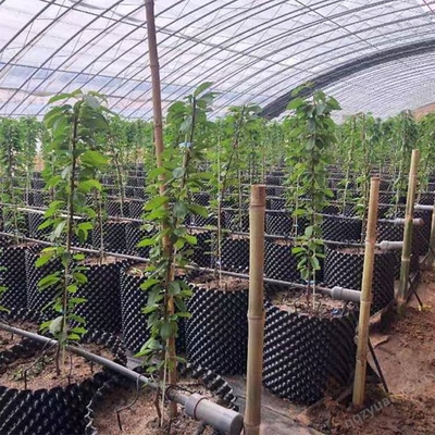 園藝花卉控根器工廠直發(fā) 農(nóng)用種植控根器 輝門果樹育苗種植控根器銷往湖南