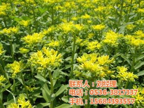 許昌宿根花卉 華茂花卉苗木 宿根花卉種植
