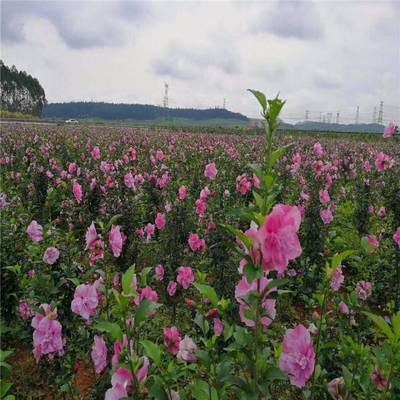 庭院街道公路觀花植物花卉重瓣木槿 木槿樹苗 園林綠化苗木花苗