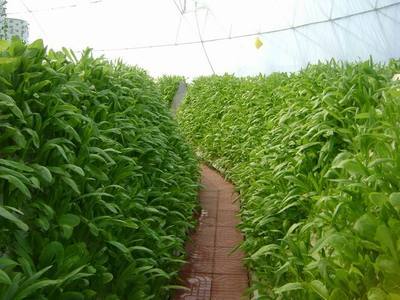 --克隆技術(shù),克隆,植物克隆,珍稀苗木,植物克隆技術(shù),植物,植物資源,植物新品種,水 培花卉技術(shù),芽苗菜,植物非試管快繁技術(shù)-浙江省麗水市農(nóng)科所