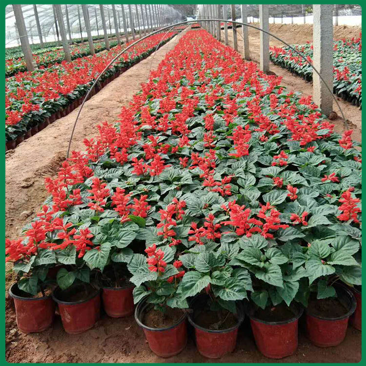 盆栽一串紅 一串紅盆栽 串紅種植基地 - 青州市諾森花卉苗木
