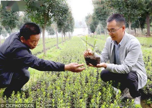 河南平頂山 花卉苗木種植助農增收