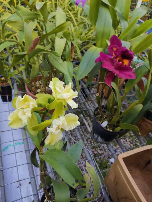 中山申辦第十一屆花博會(huì)