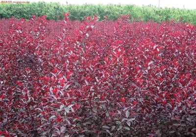 河北紅葉李種植基地|綠源苗木圖片|河北紅葉李種植基地|綠源苗木產品圖片由河北綠源苗木花卉基地公司生產提供-