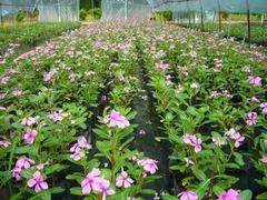 【濰坊具有口碑的長春花供應 時令草花種植】濰坊具有口碑的長春花供應 時令草花種植批發價格,廠家,圖片,青州市 花卉苗木 -