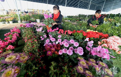 河北隆堯 發展苗木花卉產業 拓寬農民增收渠道