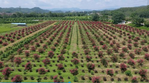 致富有招 德慶這條鎮大力發展花木基地,計劃種植1000畝