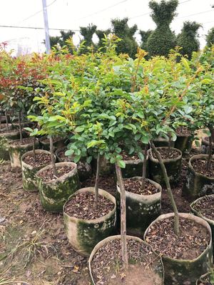 南陽月季基地多個品種2萬余盆月季發往省內花卉市場