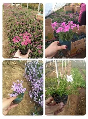 【宿根叢生福祿考芝櫻花價格供應|專花海設計及施工,園藝造型,花卉苗木種植銷售,園林綠化工程施工,花卉種子銷售,農業花卉技術指導;花卉用品,花卉資材,溫室工程設計,施工,溫室骨架,溫室資材及配件銷售青州市盛諾溫室園藝商鋪