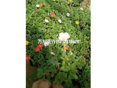 青州太陽花種植基地!青州萬旭花卉苗木基地供應(yīng)產(chǎn)品青州市萬旭花卉苗木專業(yè)合作社 - 艾特貿(mào)易網(wǎng)商鋪展示