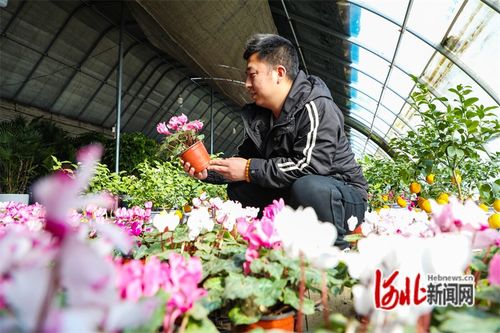 河北省灤南縣 花卉旺銷春意濃