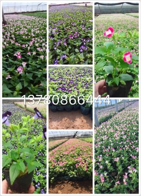 二月蘭批發(fā)種植基地