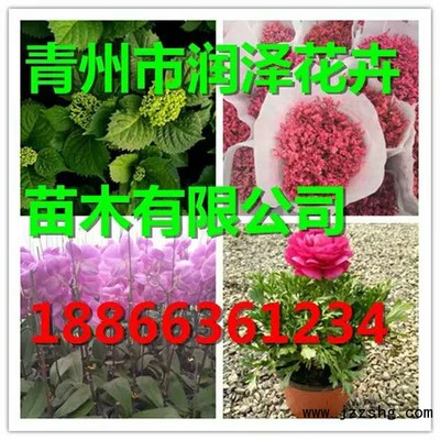 金葉銀槭種植基地 金葉銀槭批發(fā)價(jià)格 潤澤花卉苗木-展商網(wǎng)