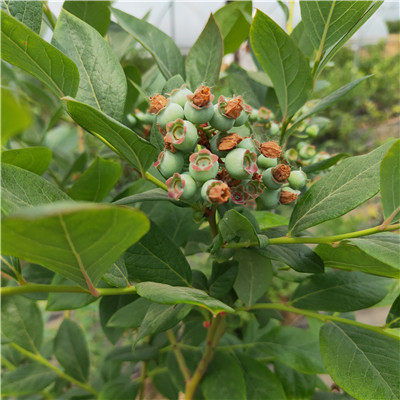 艾文藍(lán)藍(lán)莓苗種植技術(shù) 藍(lán)莓苗新品種廠家批發(fā) 芬蒂藍(lán)莓苗推薦鑫奧苗木