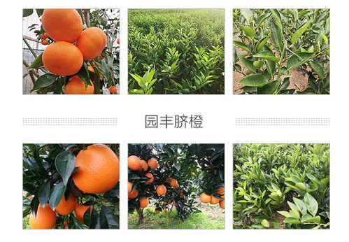福州錦蜜冰糖橙 湖南千思農(nóng)林科技公司 錦蜜冰糖橙種植基地