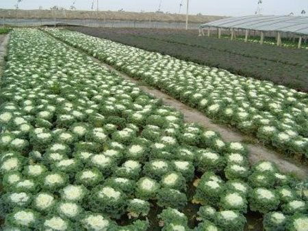 山東草花種植基地 青州市錦程花卉苗木種植專業(yè)合作社 宿根花卉基地,盆栽花卉