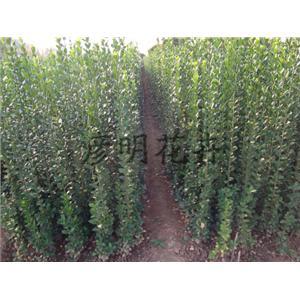 想要買北海道黃楊就來彥明花卉苗木 - 產(chǎn)品展示 - 青州市彥明花卉苗木種植專業(yè)合作社 - 企業(yè)庫(kù) - 準(zhǔn)確全面的企業(yè)與產(chǎn)品信息門戶