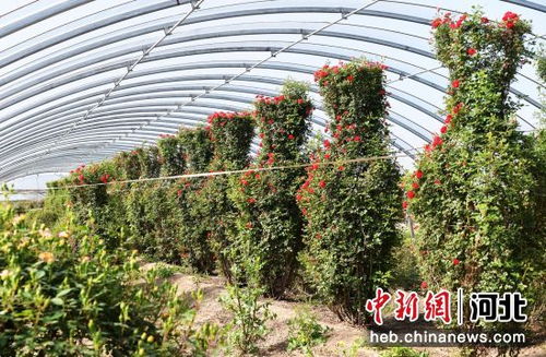 河北定州 鮮花經(jīng)濟(jì) 富農(nóng)家