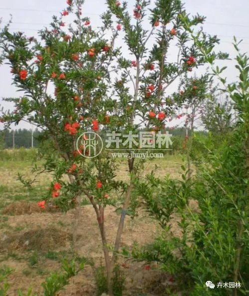 花石榴花的原產(chǎn)地是什么地方