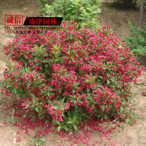 【園林苗木種植】園林苗木種植價(jià)格/圖片_園林苗木種植批發(fā)/采購(gòu)_園林苗木種植廠家/供應(yīng)商