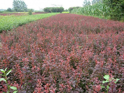 青州永勝苗木花卉 紅葉小檗 花卉苗木 種植基地批發(fā)價(jià)格優(yōu)惠