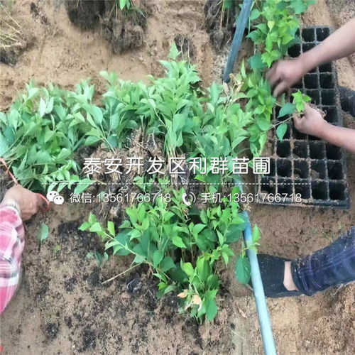 【福星大櫻桃樹苗基地報(bào)價(jià)】- 