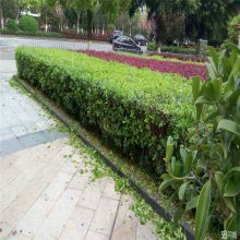 【山東廠區(qū)綠化,工廠綠化設(shè)計(jì),工廠綠化栽植技術(shù)指導(dǎo)圖片】山東廠區(qū)綠化,工廠綠化設(shè)計(jì),工廠綠化栽植技術(shù)指導(dǎo) - 青州市茗茜花卉苗木專業(yè)合作社