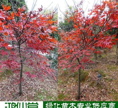 【【湖南苗木】美國(guó)楓 品種純正 適合田地山地種植 投資前景好】?jī)r(jià)格_廠家_圖片 -