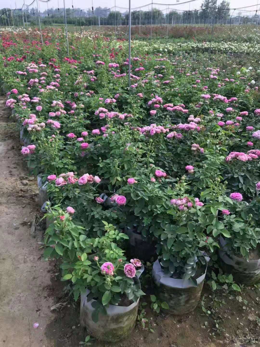 供應大花月季地栽苗,大花月季杯苗-597苗木網