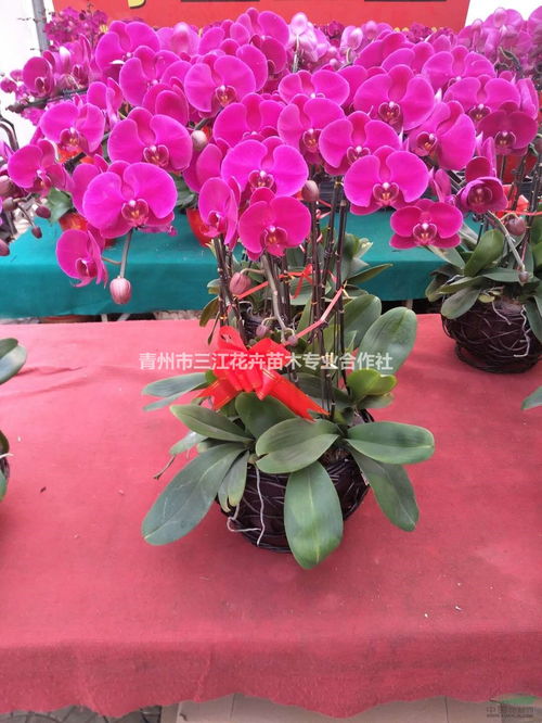 山東盆栽蝴蝶蘭花卉登錄上市 蝴蝶蘭供應商基地 種植廠家 產地報價單 青州市三江花卉苗木專業合作社