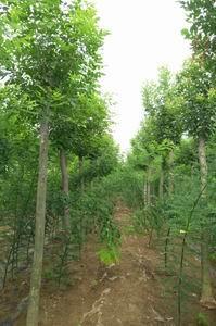 求購山東白蠟樹苗 山東白蠟專業種植基地 白蠟苗銷售,求購山東白蠟樹苗 山東白蠟專業種植基地 白蠟苗銷售生產廠家,求購山東白蠟樹苗 山東白蠟專業種植基地 白蠟苗銷售價格
