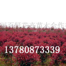  泰安富源花卉苗木公司 主營 各種綠化苗木 各種綠