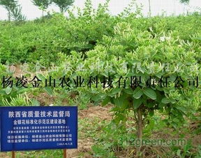 供應金銀花