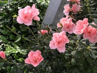 【脫貧振興八閩行】漳平永福鎮十里花街花木合作社助力村民脫貧致富